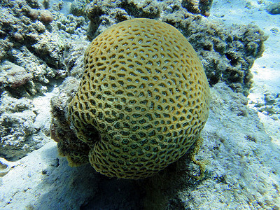 环球珊瑚背景图片
