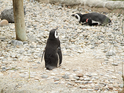 企鹅野生动物荒野岩石生活团体黑色白色动物园燕尾服图片