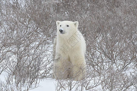 北极熊肖像荒野捕食者蓝色动物濒危海事哺乳动物危险天气鼻子图片