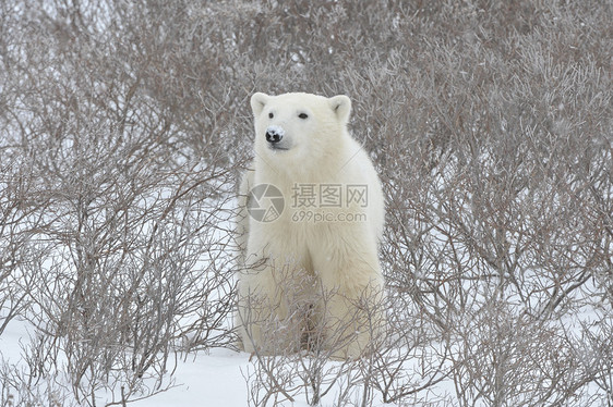 北极熊肖像荒野捕食者蓝色动物濒危海事哺乳动物危险天气鼻子图片