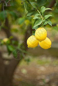 柠檬树收成种植园柠檬阳光叶子黄色树林场地水果阳光照射图片