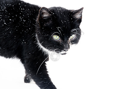 雪中黑猫哺乳动物毛皮耳朵动物黑色白色宠物背景图片