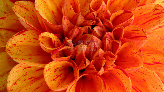 圣弗朗西斯科的橙花图片