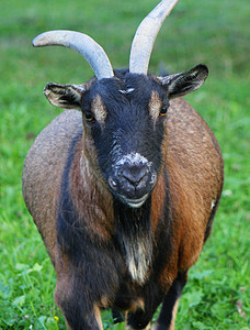 山羊的肖像草地黑色绿色农业喇叭头发眼睛耳朵鼻子农田图片