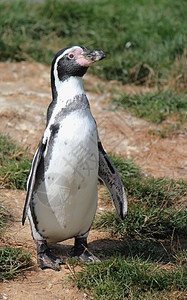 企鹅白色翅膀黑色羽毛野生动物世界鸟类图片