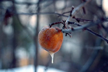 棕色冬季苹果图片