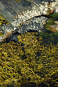 水厂膀胱海难海藻池塘水生植物海岸海洋植物叶子气候图片