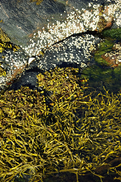 水厂膀胱海难海藻池塘水生植物海岸海洋植物叶子气候图片