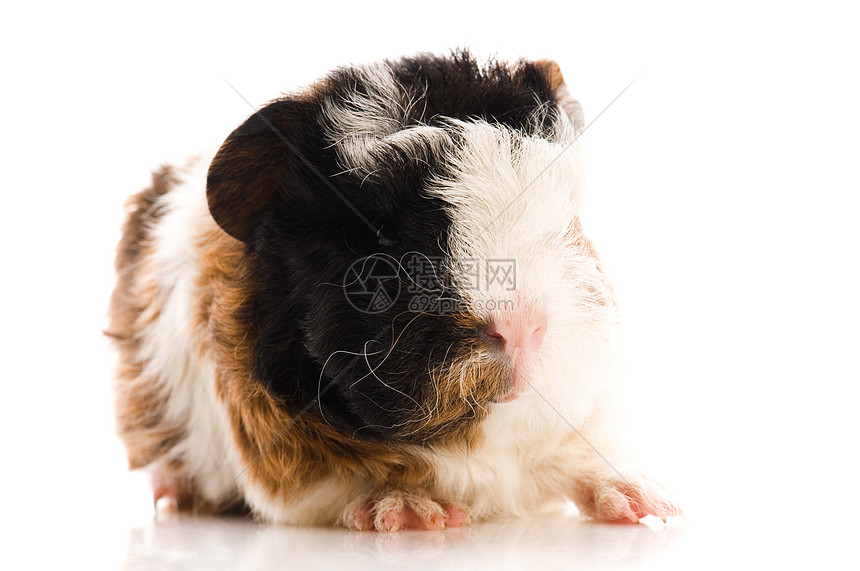 婴儿实验性小猪新生食物宠物动物毛皮红色胡须哺乳动物棕色沙鼠图片