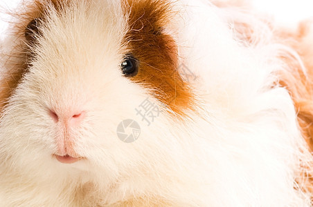 婴儿实验性小猪宠物耳朵食物哺乳动物毛皮工作室仓鼠反射爪子宏观图片