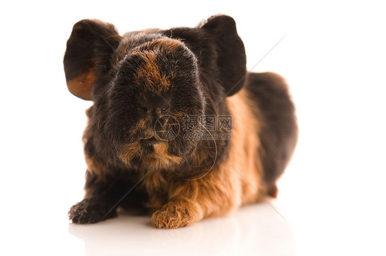 婴儿实验性小猪头发鼻子宠物仓鼠食物动物哺乳动物棕色新生白色图片