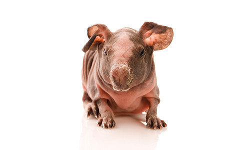 瘦小豚鼠猪生活朋友鼻子耳朵哺乳动物野生动物毛皮仓鼠绒毛胡须图片