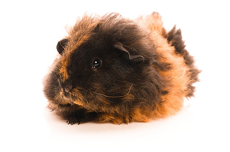 婴儿实验性小猪爪子食物棕色宠物新生动物沙鼠毛皮头发工作室图片