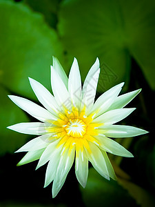 美丽的莲花宗教荷花季节植物群宏观热带环境植物学花瓣花园图片