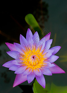 紫色莲油季节花园百合植物群宏观花瓣环境冥想热带荷花图片