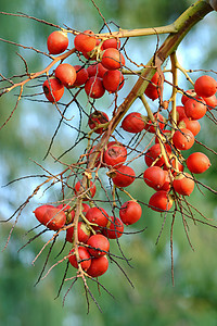 贝鸟坚果橙子绿色食物热带季节植物学植物棕榈种子水果图片