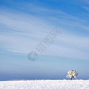 在寒冷的树上和在雪中与蓝天相对的风景下荒野季节冻结木头降雪冬令寒意农村场景雪景图片