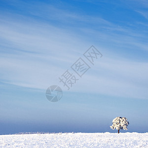 在寒冷的树上和在雪中与蓝天相对的风景下荒野季节冻结木头降雪冬令寒意农村场景雪景图片