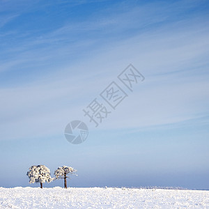 在寒冷的树上和在雪中与蓝天相对的风景下荒野寒意雪景天空场景季节农村木头冻结降雪图片