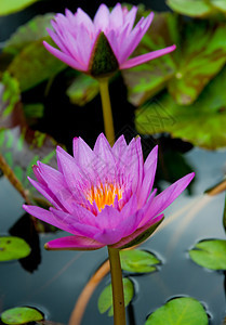 紫色莲花花图片