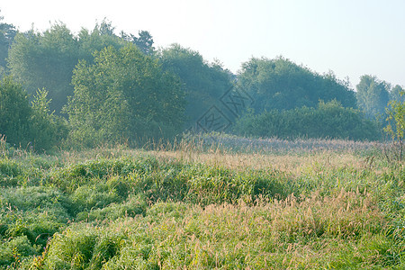 夏季风景时期草原时间植被卫生树叶草地叶子木头生长图片