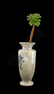 配有外来植物的瓷花瓶图片