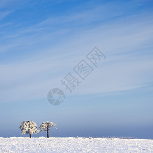 在寒冷的树上和在雪中与蓝天相对的风景下木头天空农村降雪场景寒意荒野雪景冬令冻结图片