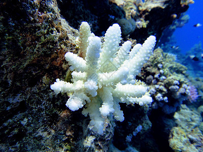 不寻常的白珊瑚图片