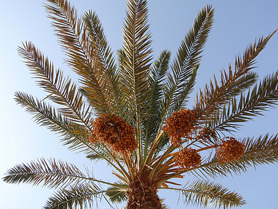 棕榈背景图片