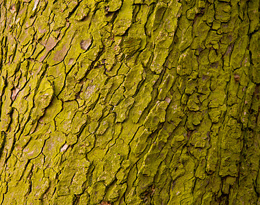 树上紧贴着绿色的麻雀叫声木头苔藓季节树干乡村材料地衣宏观木材植物学图片