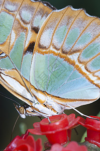 一种热带蝴蝶的宏 吸食从动脉吸食糖液宏观液体吮吸昆虫背景图片