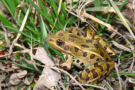 北方豹蛙北豹蛙环境生态小动物野生动物生物湿地动物学宏观生活林蛙背景