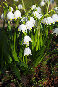 雪莲花黄色植物群野花百合花园空地地面植物宏观郁金香图片