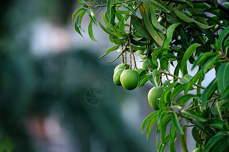 芒果树叶植物热带饮食花园种子农场营养素食物生产图片