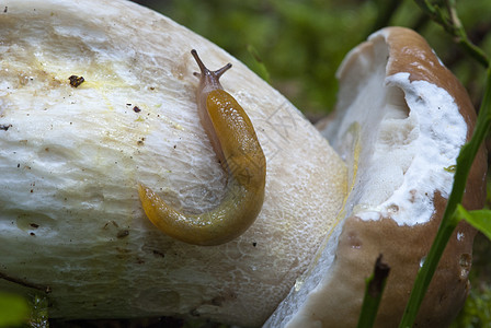 斯奈尔在上移动动物菌丝体菌状采摘季节野生动物蜗牛食物花园菌类图片