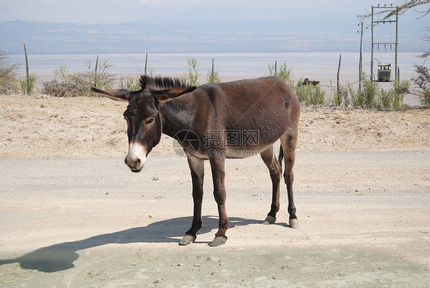 驴子街道栅栏野生动物土壤图片