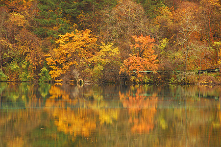 秋季反思叶子水池红色树叶观光反射镜像绿色背景图片
