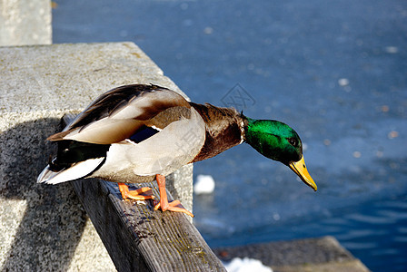 冬鸭池塘野生动物鸭子季节荒野翅膀图片