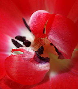 红白郁金香树叶宏观花朵花束花园植物群郁金香白色植物花瓣图片