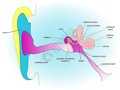 耳腔解剖耳蜗器官管子横截面耳朵科学海角镫骨鼓膜锤骨图片