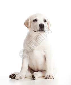 拉布拉多婴儿动物哺乳动物宠物犬类血统朋友奶油猎犬白色工作室图片