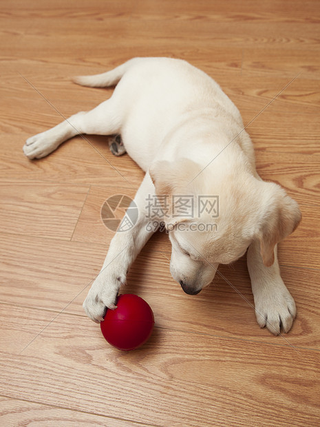 拉布拉多狗玩游戏动物宠物婴儿犬类奶油哺乳动物猎犬朋友说谎玩具图片