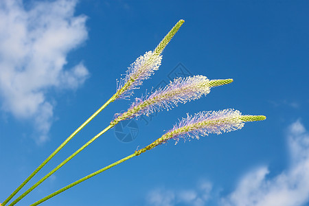 花朵与云雾对着蓝天的花朵图片