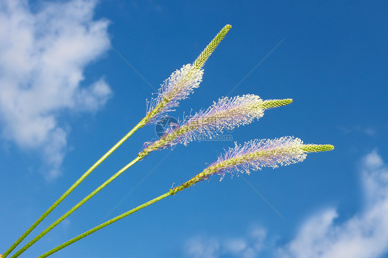 花朵与云雾对着蓝天的花朵图片