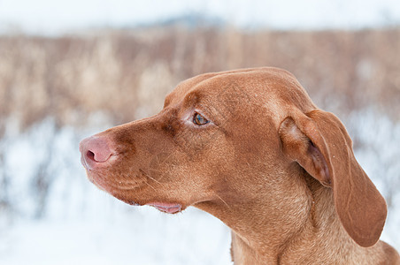 冬季Vizsla狗的肖像犬类场地指针宠物棕色图片