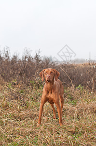 匈牙利Vizsla Dog 站在战场上图片