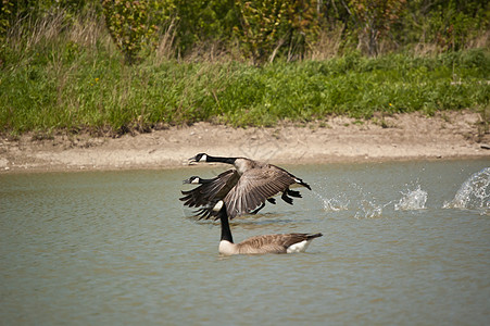 加拿大 Geese 