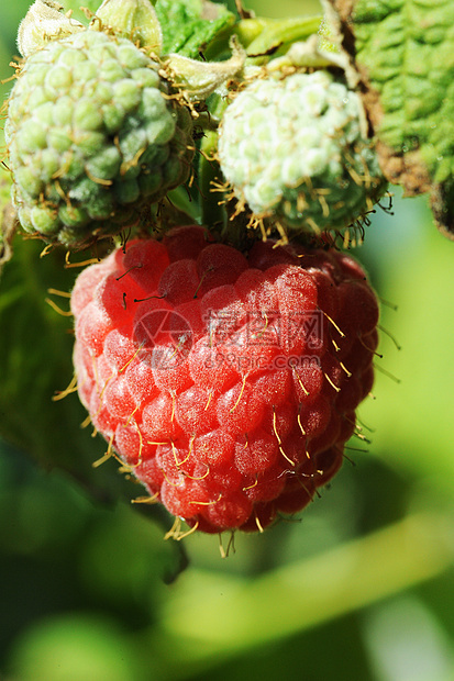 种植草莓农场茶点食物宏观小吃阳光生长花园浆果季节图片