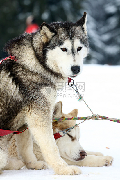 西比亚哈斯基毛皮哺乳动物团队朋友雪橇白色运动动物犬类宠物图片