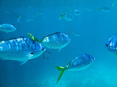 游泳鱼海滩旅行动物学校海洋液体尾巴水族馆钓鱼珊瑚图片